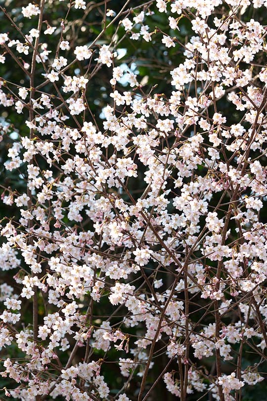 c0067040_22295710.jpg