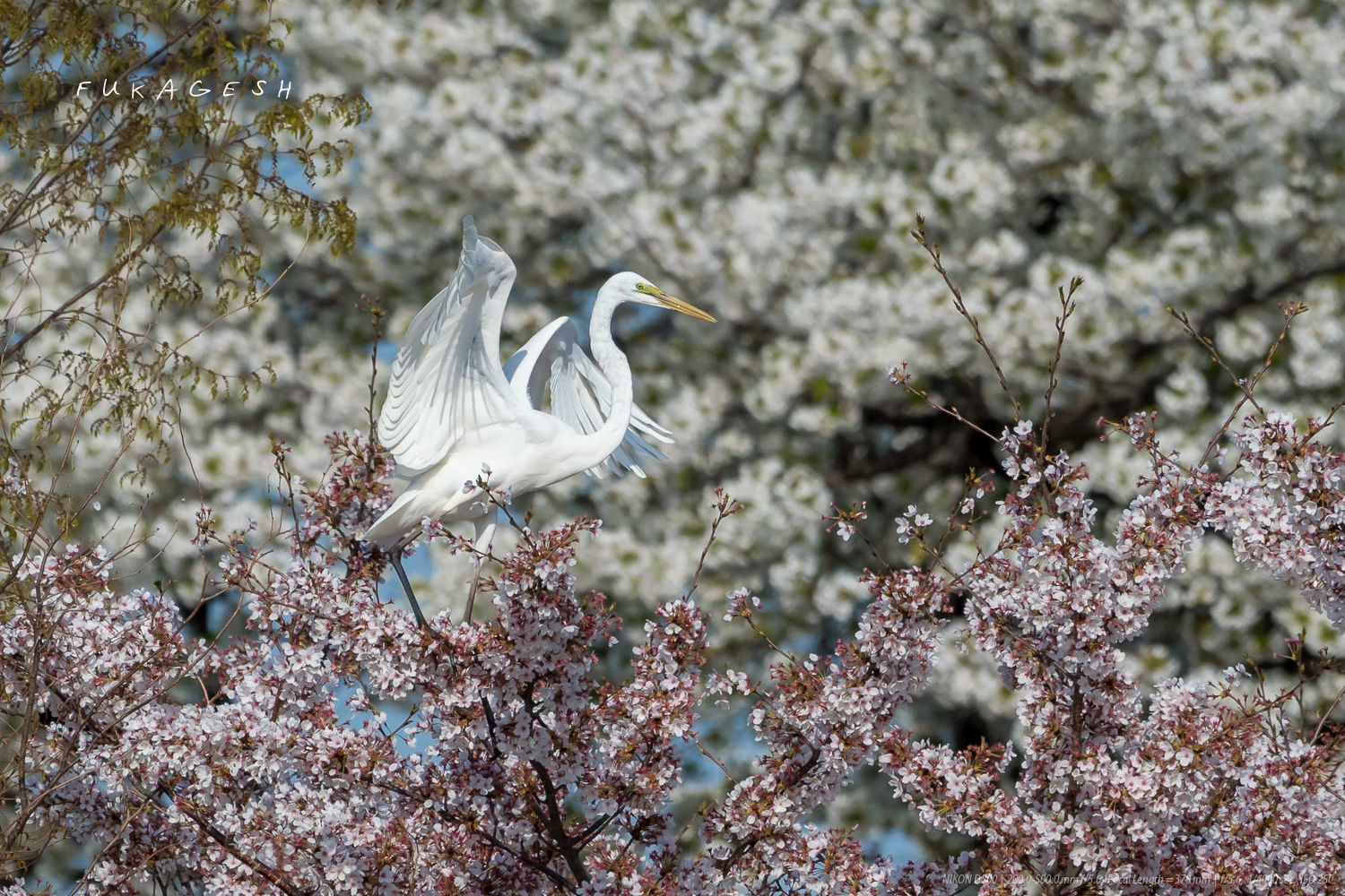 桜と．．．_d0292540_01414023.jpg