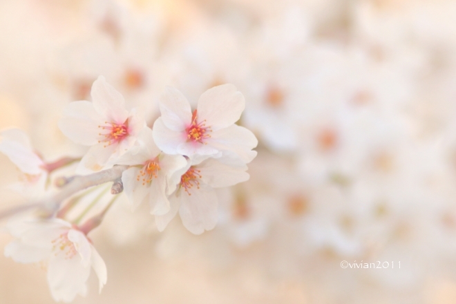 鹿沼 美しすぎる桜並木 ~西茂呂地区さつき大通り~_e0227942_21270936.jpg