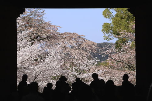 京の桜 - 渡月橋・醍醐寺・平安神宮 etc-_c0237946_17462955.jpg