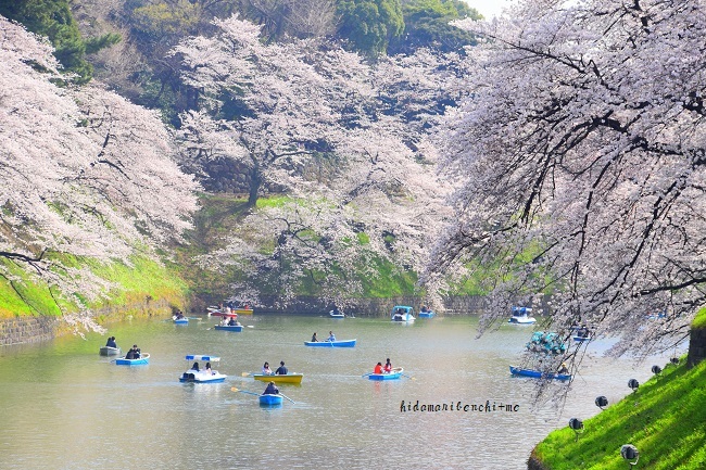 春を漕ぐ*千鳥ヶ淵_a0323147_07255156.jpg