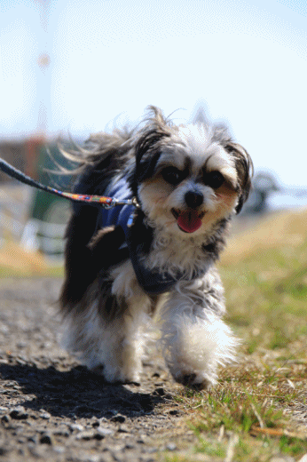 c0145250_11034919.gif