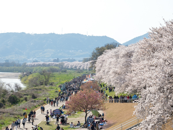 背割堤の桜を見に行きました_a0333253_07071131.jpg