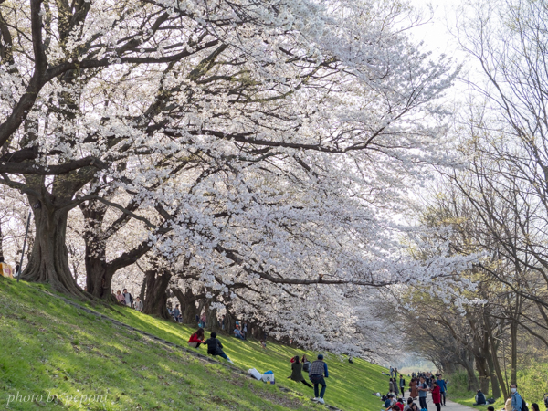 背割堤の桜を見に行きました_a0333253_07201707.jpg