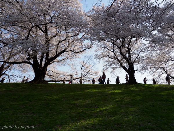 背割堤の桜を見に行きました_a0333253_07254984.jpg