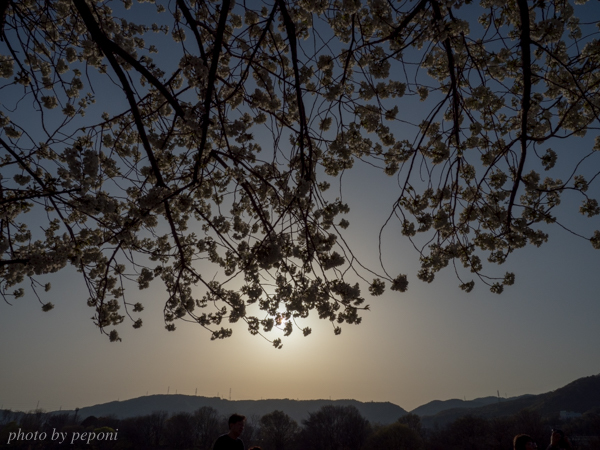 背割堤の桜を見に行きました_a0333253_11324213.jpg