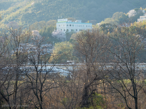 背割堤の桜を見に行きました_a0333253_11354051.jpg