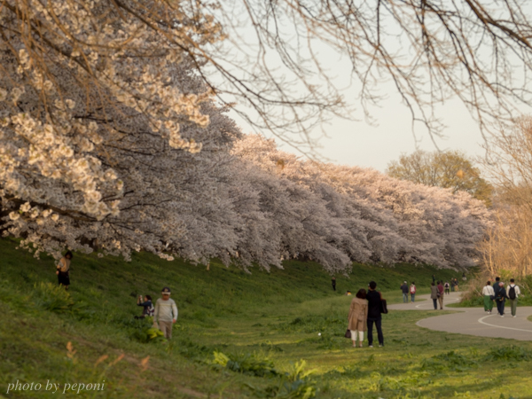 背割堤の桜を見に行きました_a0333253_11373299.jpg