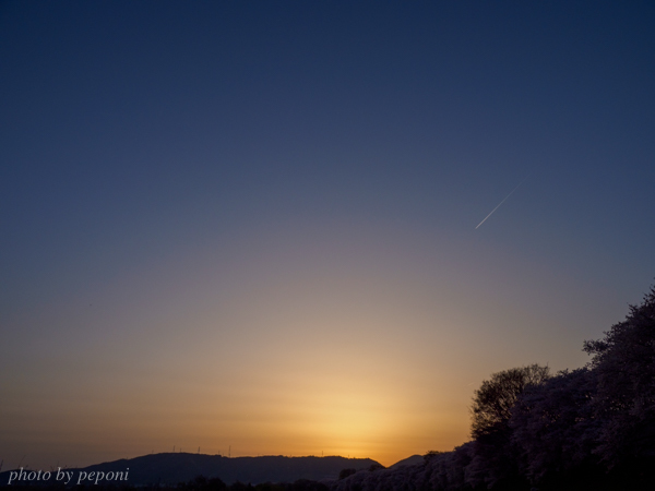 背割堤の桜を見に行きました_a0333253_11411667.jpg