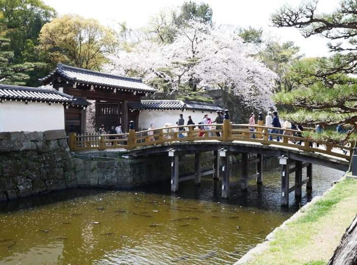 　　和歌山城公園へ花見に　　２０１８-０４-０２　００：００ _b0093754_23235492.jpg
