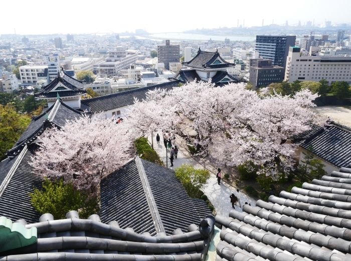 　　和歌山城公園へ花見に　　２０１８-０４-０２　００：００ _b0093754_23260346.jpg