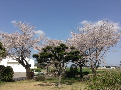 4/1　桜の休日、お魚付き_f0057955_08084035.jpg