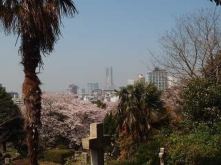 横浜でお花見_e0004756_20172621.jpg