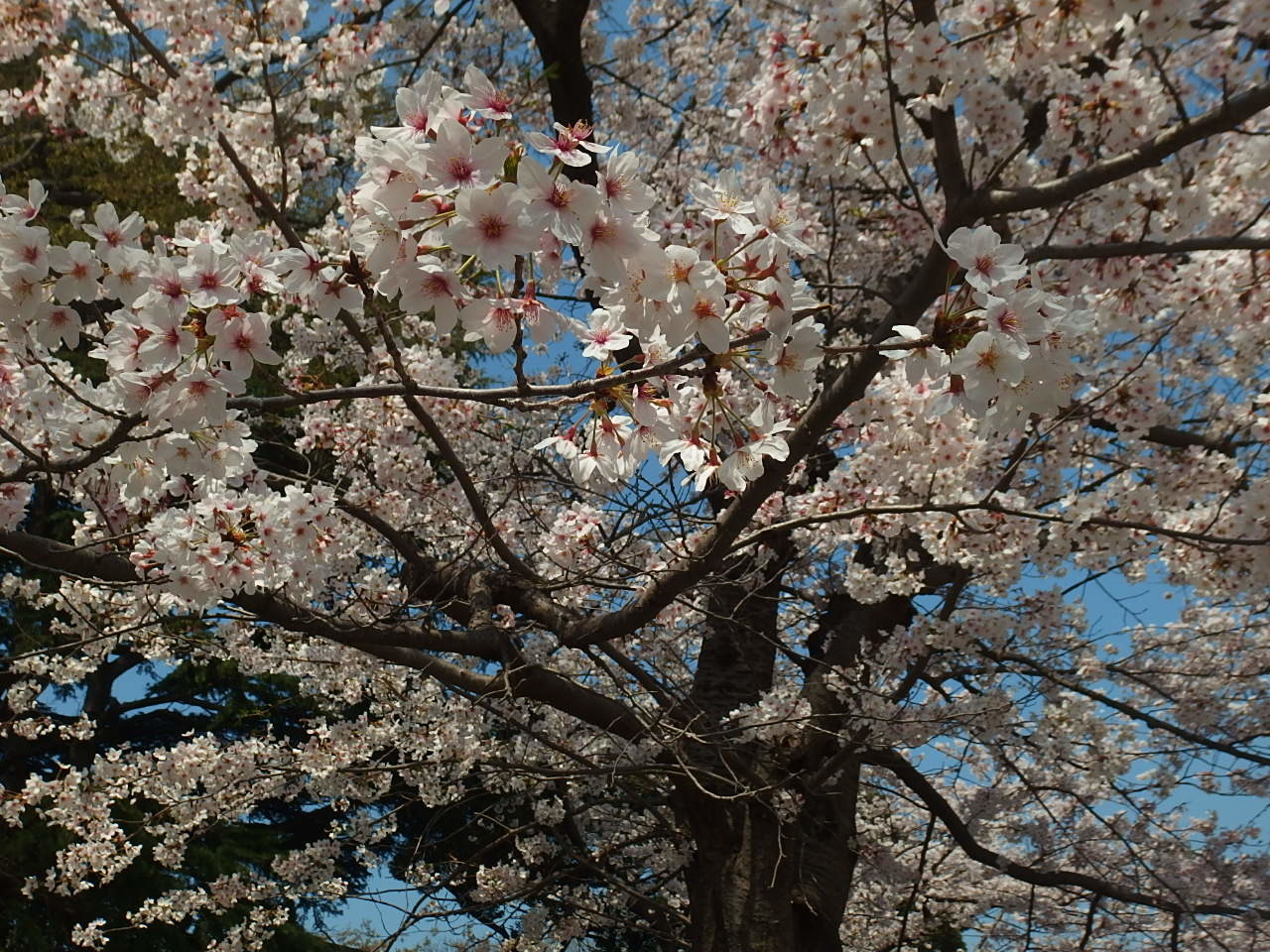 横浜でお花見_e0004756_21051961.jpg