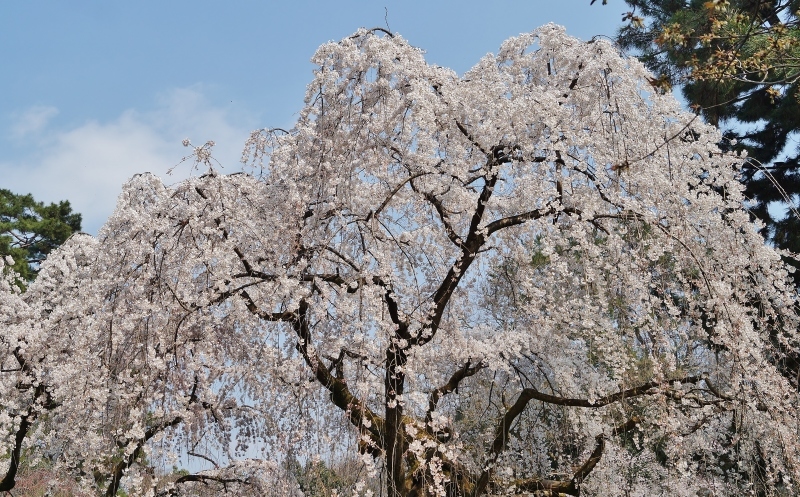 京都御苑 近衛邸跡に咲く糸桜（枝垂れ桜）_b0063958_20453790.jpg