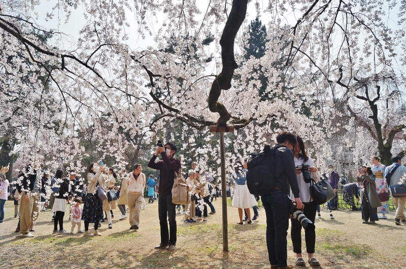 京都御苑 近衛邸跡に咲く糸桜（枝垂れ桜）_b0063958_20542444.jpg