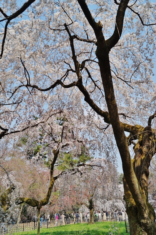 京都御苑 近衛邸跡に咲く糸桜（枝垂れ桜）_b0063958_21081111.jpg