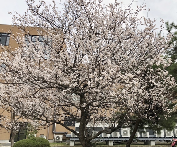 大学構内の桜状況_f0363961_15442263.jpeg