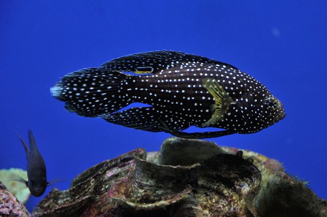 サンゴ礁の魚のちいさな水槽 蜜蜂的写真日記