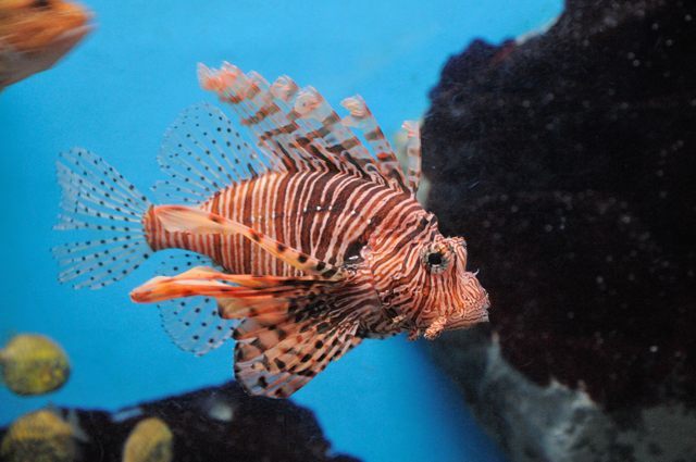 サンゴ礁の魚のちいさな水槽 : 蜜蜂的写真日記 サンゴ礁の魚のちいさな水槽 : 蜜蜂的写真日記