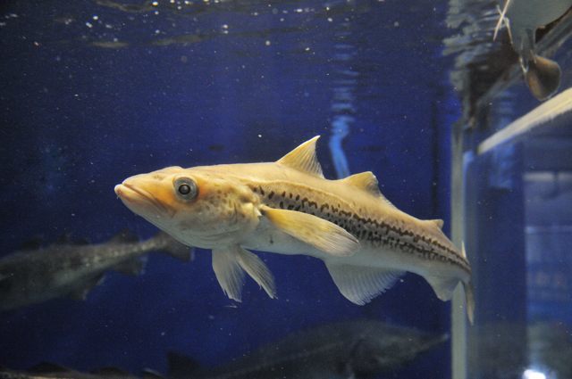 冷たい海の魚たち＋浅虫水族館ねぶた_c0081462_09541621.jpg