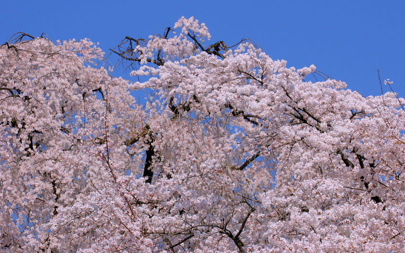 長純寺で春を浴びる_c0305565_17503499.jpg