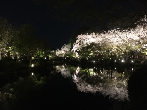 ４月１日　最後は夜桜を楽しむ_a0023466_22100968.jpg