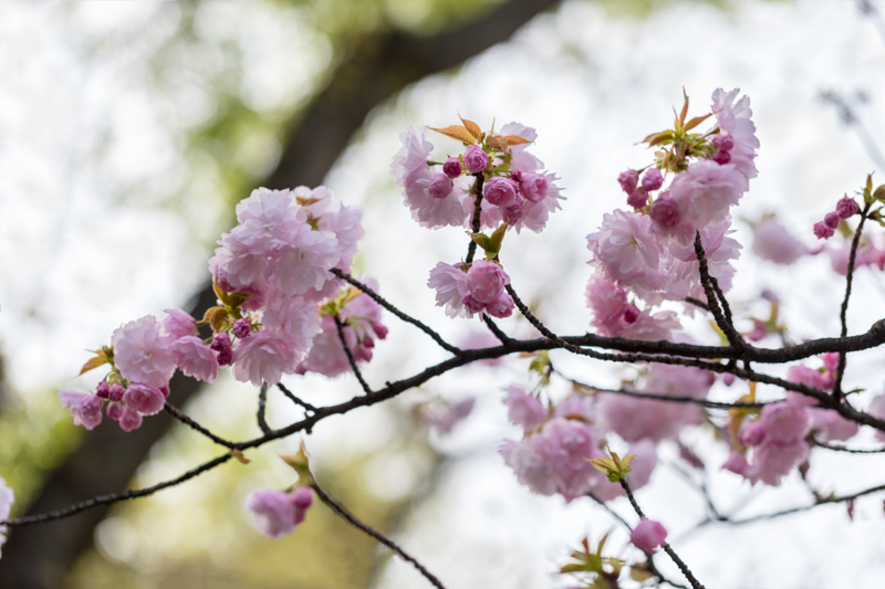 八重桜がやって来た_a0261169_20582394.jpg