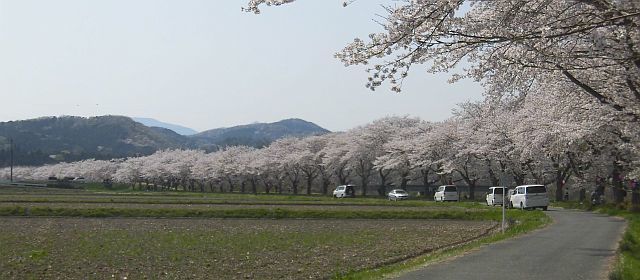 霞みか雲か 都幾川堤の桜並木 ときどき軽井沢