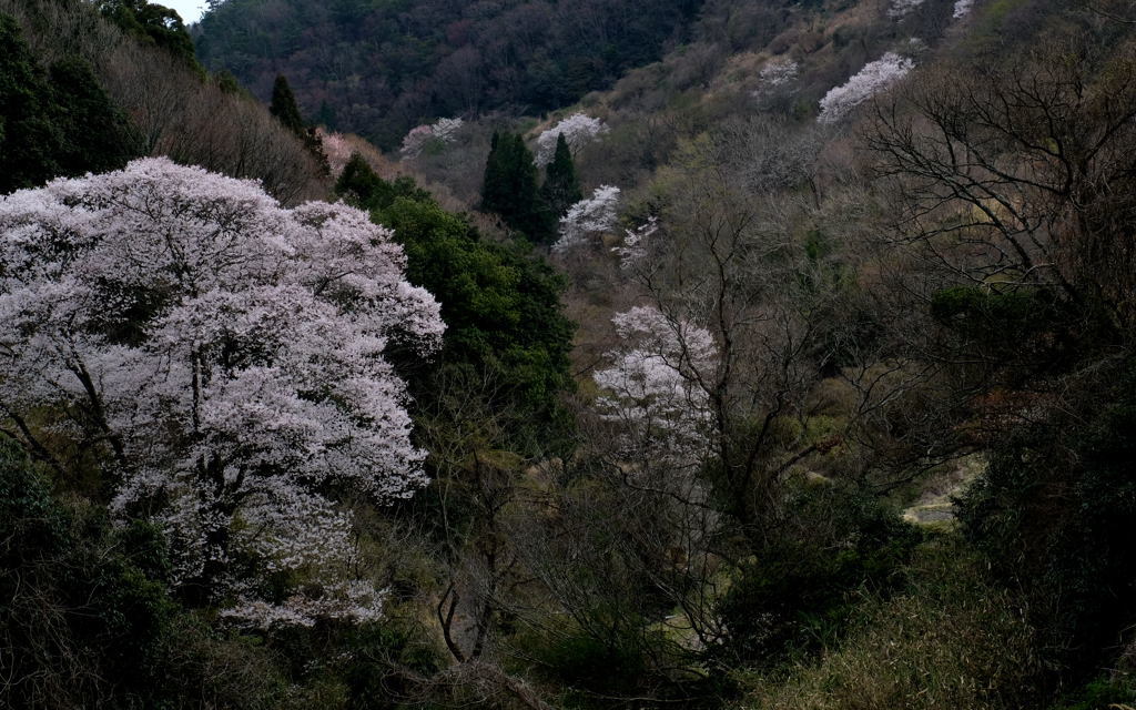 里山の桜は美しい_f0323171_20295501.jpg
