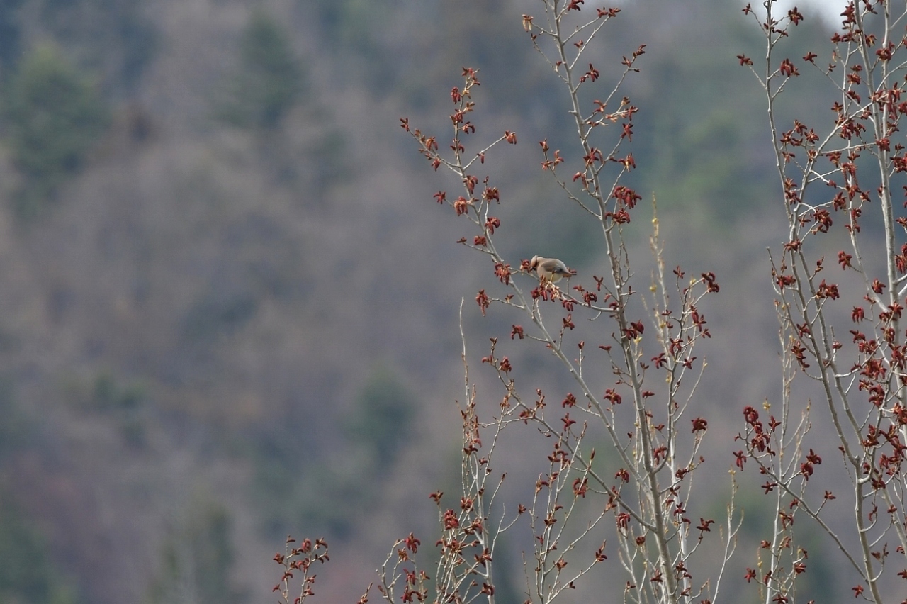 花の木にヒレンジャク〜遠景_f0053272_11594001.jpg