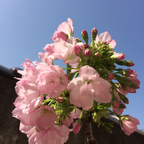 桜日和_b0273973_18131137.jpg