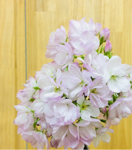桜日和_b0273973_18131259.jpg