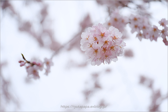 4月になりました。_a0280374_17294843.jpg