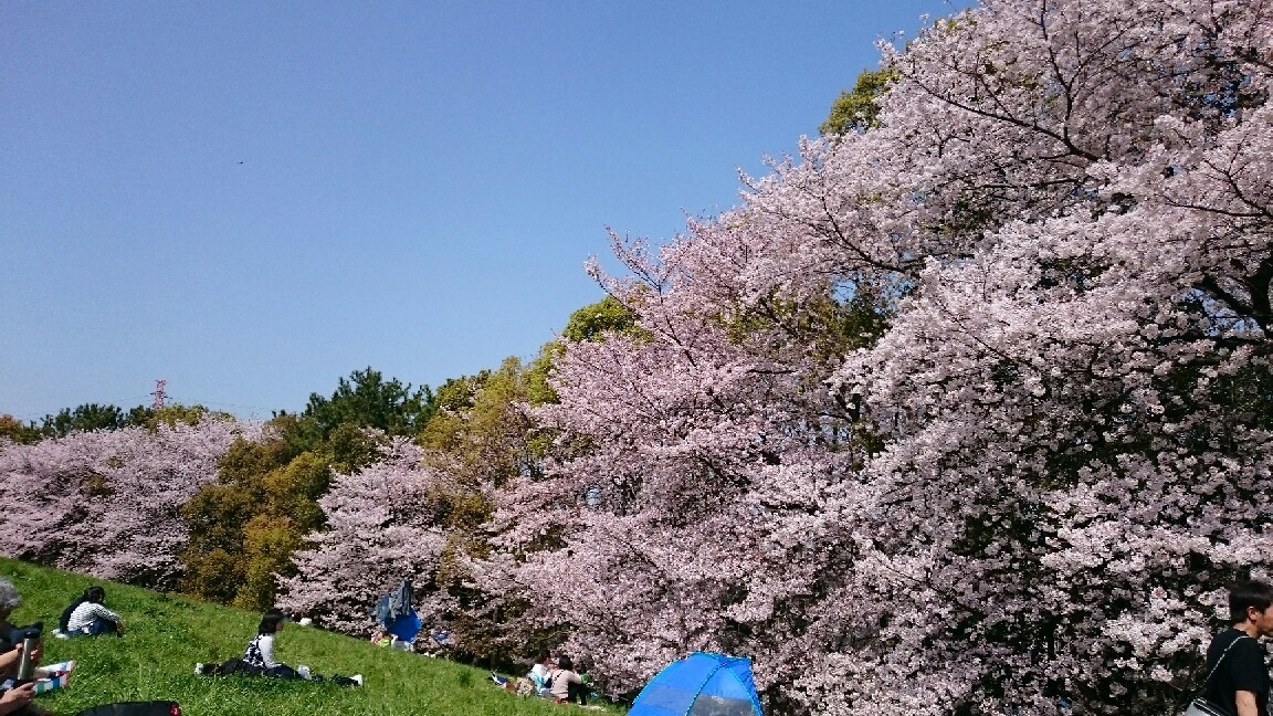 大泉緑地の桜 毎朝牛乳マンション日記2