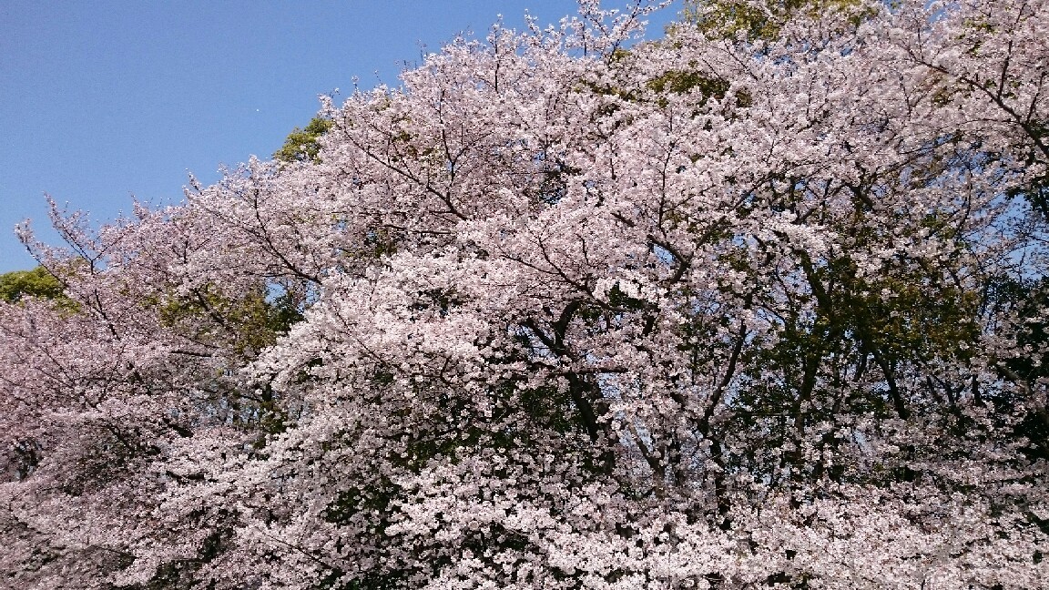 大泉緑地の桜 毎朝牛乳マンション日記2