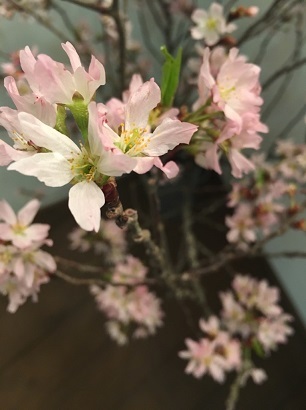 桜も_f0202682_20210198.jpg