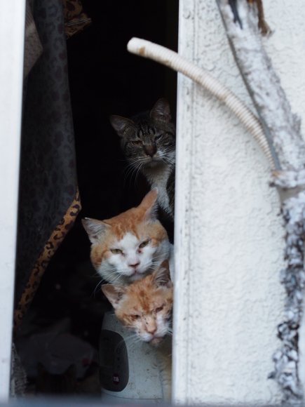 ゴミ屋敷の多頭飼育崩壊_a0350686_01040439.jpg