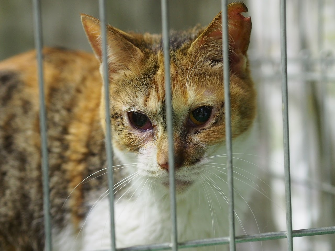 ゴミ屋敷の多頭飼育崩壊 ねこ結び2 ゴミ屋敷の多頭飼育崩壊 ねこ結び2