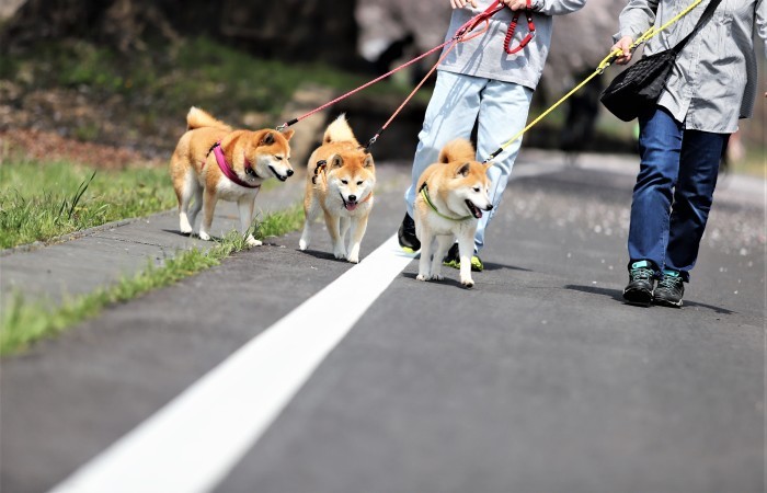 桜と柴犬と自転車と : やさしさとして思い出として