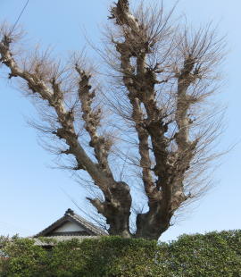 ソーラークッキング　ｉｎ　里の家_c0220597_19243283.jpg