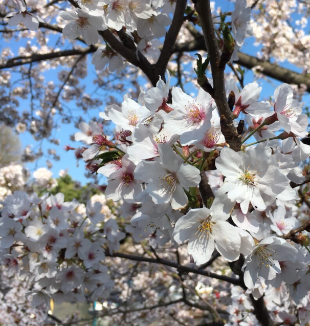 桜の季節_a0153302_13002322.jpg