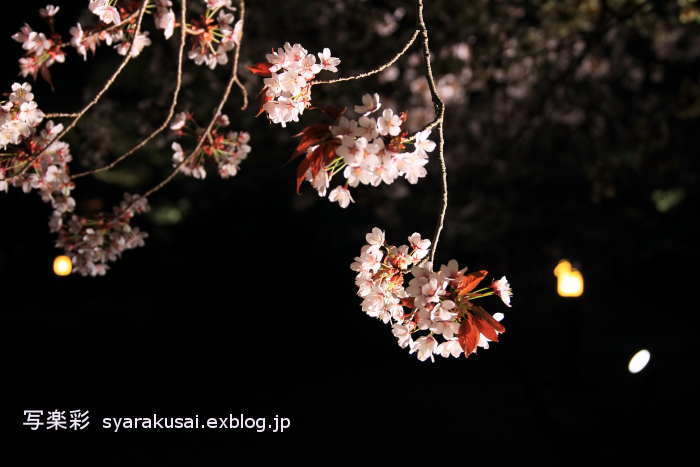 植物園で桜ライトアップ6_b0191505_12402098.jpg