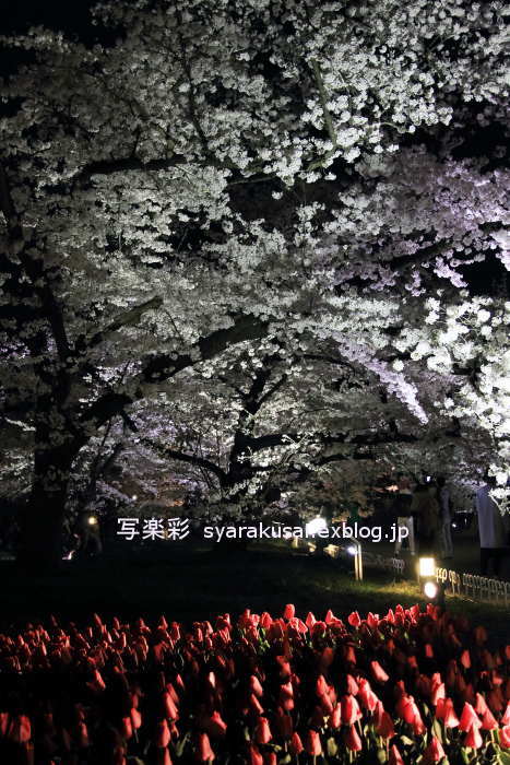 植物園で桜ライトアップ6_b0191505_12402375.jpg