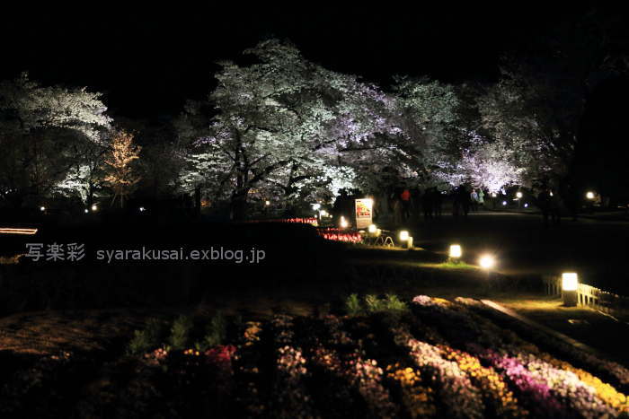 植物園で桜ライトアップ7_b0191505_18171794.jpg