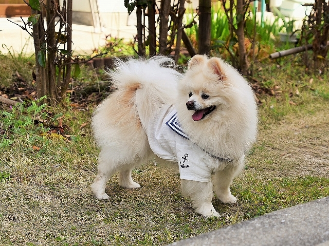 爆弾_d0360206_00392961.jpg