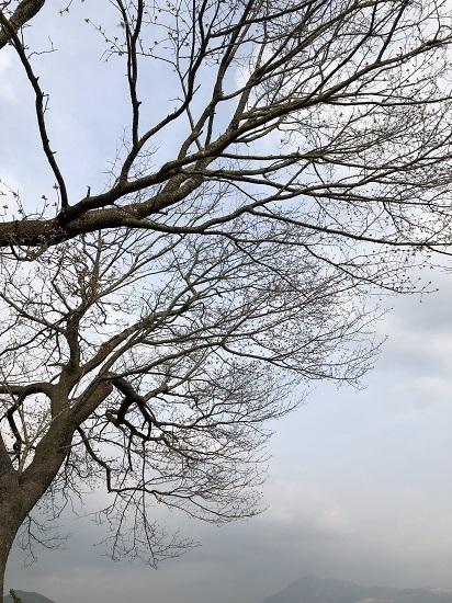 前原の一本桜（阿蘇郡小国町下城）_f0364707_16214689.jpg