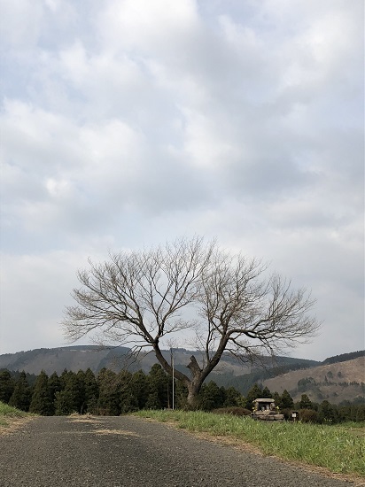 前原の一本桜（阿蘇郡小国町下城）_f0364707_16262380.jpg