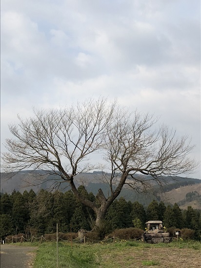 前原の一本桜（阿蘇郡小国町下城）_f0364707_16264166.jpg