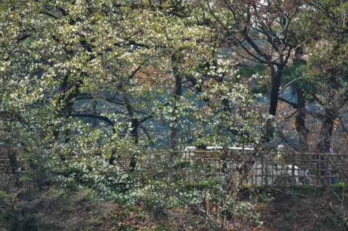 a0263109_13292570.jpg